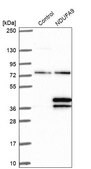 Anti-NDUFA9 antibody produced in rabbit Prestige Antibodies® Powered by Atlas Antibodies, affinity isolated antibody, buffered aqueous glycerol solution