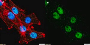Anti-MEF2A Antibody, clone 3L12 ZooMAb® Rabbit Monoclonal recombinant, expressed in HEK 293 cells