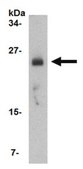 Anti-FABP7 Antibody from rabbit, purified by affinity chromatography