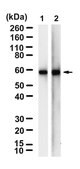 Anti-CDC20 Antibody, clone 2C9 ZooMAb® Rabbit Monoclonal recombinant, expressed in HEK 293 cells