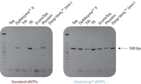 CleanAmp™ dNTP 10 μmol of each dNTP, Modified dNTP set for hot-start PCR