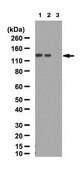 Anti-phospho-FAK (Tyr397) Antibody from rabbit, purified by affinity chromatography