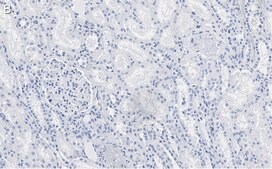 Anti-Angiotensinogen Antibody, clone 1B12 ZooMAb® Rabbit Monoclonal recombinant, expressed in HEK 293 cells