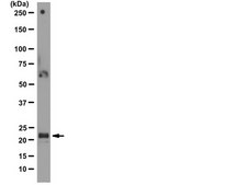 Anti-ASC Antibody, clone 2EI-7 clone 2EI-7, from mouse