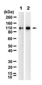 Anti-TRIM28/KAP-1 Antibody, clone 1G5 ZooMAb® Rabbit Monoclonal recombinant, expressed in HEK 293 cells