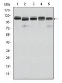 Anti-BMR2 Antibody, clone 3F6 ascites fluid, clone 3F6, from mouse