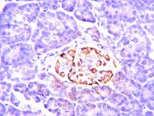 抗胰岛素抗体，克隆E11D7 clone E11D7, from mouse