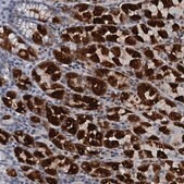Anti-GIF antibody produced in rabbit Prestige Antibodies® Powered by Atlas Antibodies, affinity isolated antibody, buffered aqueous glycerol solution