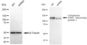 KD-Validated Anti Cytoplasmic FMR1 interacting protein 1 Antibody, clone 23GB1605, Rabbit Monoclonal clone 23GB1605, recombinant rabbit monoclonal, expressed in HEK293 cells