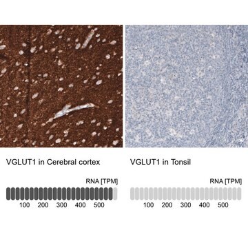 Monoclonal Anti-VGLUT1 antibody produced in mouse Prestige Antibodies® Powered by Atlas Antibodies, clone CL2754, purified immunoglobulin, buffered aqueous glycerol solution