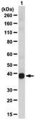Anti-SIRT2 Antibody from rabbit, purified by affinity chromatography