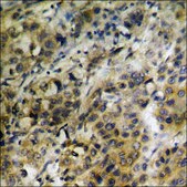 Anti-phospho-HER3 (pTyr1289) antibody produced in rabbit affinity isolated antibody