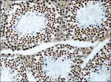 Anti-methyl-Histone H3 (Me-Lys9) antibody produced in rabbit affinity isolated antibody, buffered aqueous solution