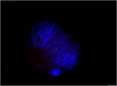 Anti-TRA-1-60 Antibody, clone TRA-1-60, Cy3 conjugate clone TRA-1-60, from mouse, CY3 conjugate