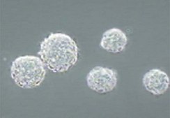 Leukemia Inhibitory Factor human 5 µg, human recombinant LIF protein, expressed in E. coli, suitable for stem cell culture