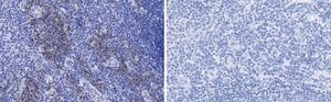 Anti-CD28 Antibody, clone 2N15 ZooMAb® Rabbit Monoclonal recombinant, expressed in HEK 293 cells