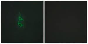 Anti-MRC2 antibody produced in rabbit affinity isolated antibody