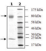 TGF-β1 Latent human recombinant, expressed in FreeStyle™ 293-F cells, ≥98% (SDS-PAGE)