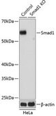 Anti- Smad1 antibody produced in rabbit