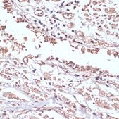 Anti-COX antibody produced in rabbit