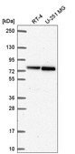 Anti-RECQL antibody produced in rabbit Prestige Antibodies® Powered by Atlas Antibodies, affinity isolated antibody