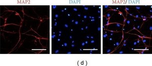 抗-MAP2 (2a+2b)抗体，小鼠单克隆 小鼠抗 ~2 mg/mL, clone AP-20, purified from hybridoma cell culture