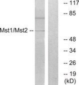 Anti-MST1 antibody produced in rabbit affinity isolated antibody