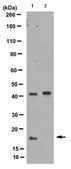 Anti-phospho Histone H3 (Thr11) Antibody, clone 6G12C5 clone 6G12C5, 1 mg/mL, from rat