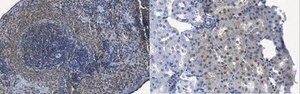 Anti-O-GlcNAc Antibody, clone RL1 clone RL1, from mouse