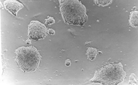 ESGRO®重组小鼠LIF蛋白 ESGRO Leukemia Inhibitory Factor (LIF) supplement for mouse ES cell culture. Each vial contains 10^6 units/ml