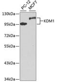 Anti-KDM1 antibody produced in rabbit
