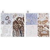 Anti-SLC9A3R1 antibody produced in rabbit Prestige Antibodies® Powered by Atlas Antibodies, affinity isolated antibody, buffered aqueous glycerol solution