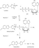 D-Luciferin synthetic