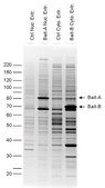 抗-FLAG® M2磁珠 affinity isolated antibody