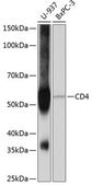 Anti-CD4 antibody produced in rabbit