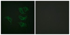 Anti-GAB1 antibody produced in rabbit affinity isolated antibody