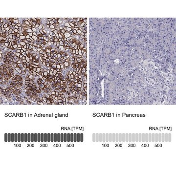 Anti-SCARB1 Prestige Antibodies&#174; Powered by Atlas Antibodies, affinity isolated antibody