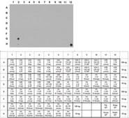 抗三甲基组蛋白H4(Lys20)抗体 from rabbit, purified by affinity chromatography