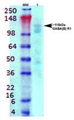 Monoclonal Anti-Cav3.1 - Atto 594 antibody produced in mouse clone S178A-9, purified immunoglobulin