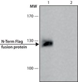 ANTI-FLAG® antibody produced in rabbit affinity isolated antibody, buffered aqueous solution