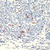 Anti-CD68 antibody produced in rabbit