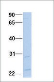 Anti-XBP1 antibody produced in rabbit affinity isolated antibody