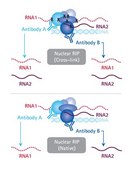 EZ-Magna NuCLEAR™ RIP (Cross-Linked) Nuclear RNA-Binding Protein Immunoprecipitation Kit EZ-Magna Nuclear RIP (Cross-Linked) RNA-Binding Protein Immunoprecipitation Kit is designed for the analysis of chromatin associated RNA such lncRNAs, enhancer RNAs and miRNAs.