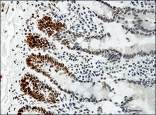 Anti-methyl-Histone H3 (Me-Lys9) antibody produced in rabbit affinity isolated antibody, buffered aqueous solution
