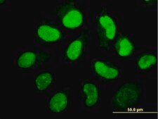 Monoclonal Anti-EIF2AK2, (N-terminal) antibody produced in mouse clone 1D11, purified immunoglobulin, buffered aqueous solution