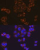 Anti-BMP4 antibody produced in rabbit