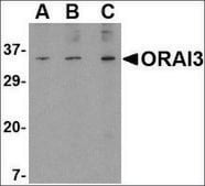 Anti-ORAI3 antibody produced in rabbit affinity isolated antibody, buffered aqueous solution