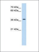 Anti-TMEM30A antibody produced in rabbit affinity isolated antibody