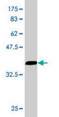 Monoclonal Anti-EIF4G1, (C-terminal) antibody produced in mouse clone 3A10, purified immunoglobulin, buffered aqueous solution