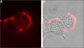 Anti-GABAA Receptor (α6 subunit) antibody produced in rabbit affinity isolated antibody, lyophilized powder